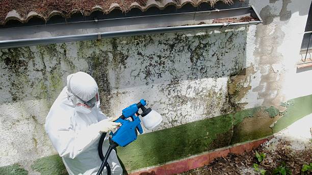 Trusted Attic Mold Removal service in Plainview, TN - Cheap Mold Removal